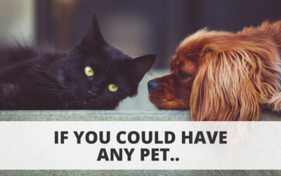 If You Could Have Any Pet, What Would It Be?