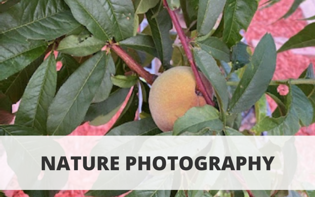 Art Planteers: Nature Photography