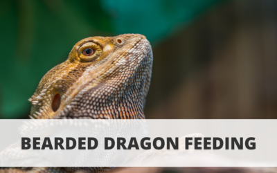 Bearded Dragon Feeding