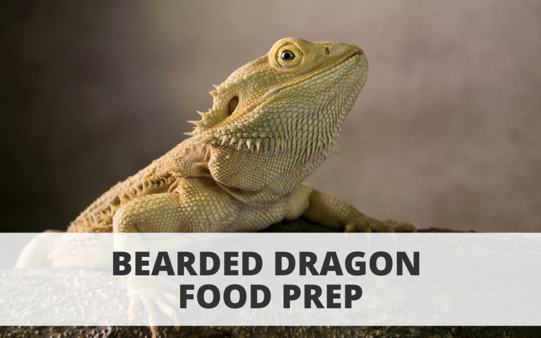 Bearded Dragon Food Prep