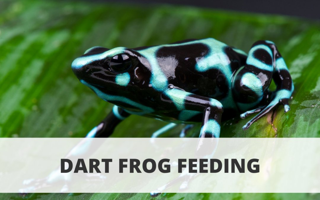 Dart Frog Feeding