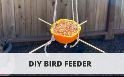 DIY Bird Feeder