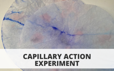 Capillary Action Experiment