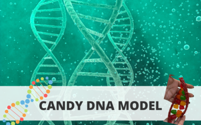 Candy DNA Model