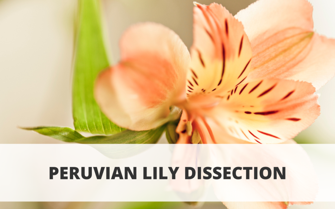 Peruvian Lily Dissection