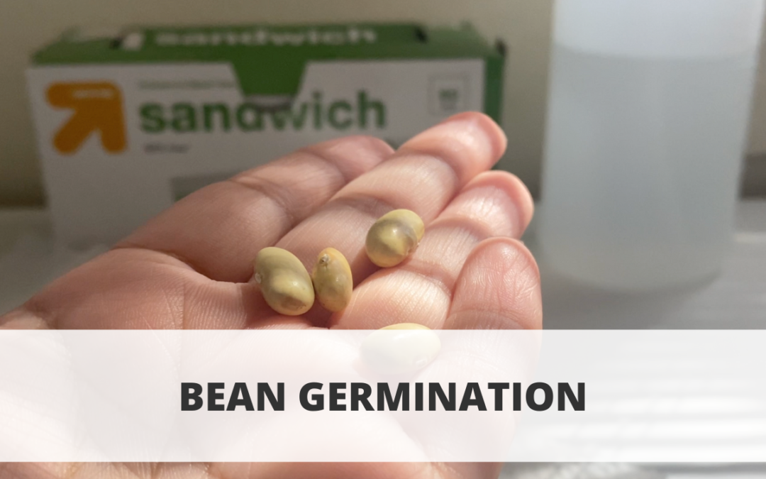 Bean Germination