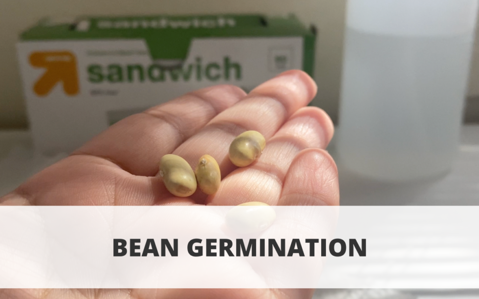 bean germination experiment results